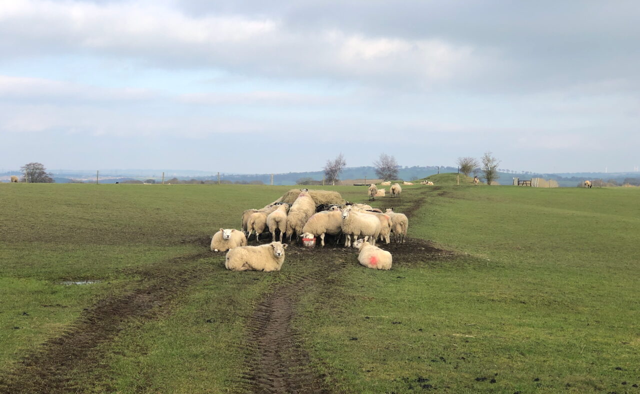 Featured Post Image - The need for willing shepherds