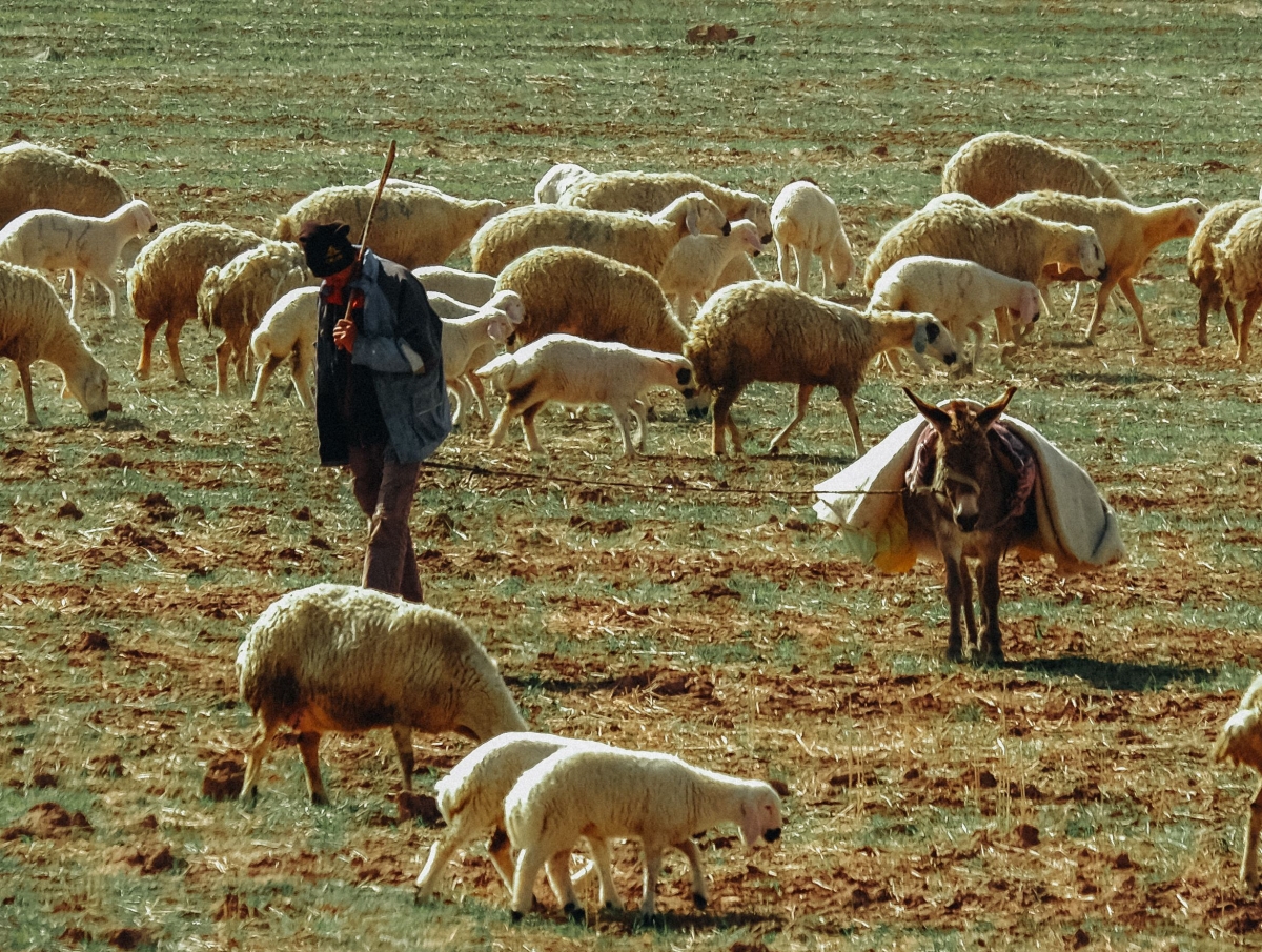 Featured Post Image - Shepherds over the flock of God